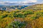 Oregon. Rowena Crest above Columbia River, springtime balsamroot and lupine blooming along trail Art Print